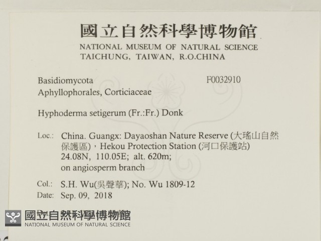 剛毛絲皮菌藏品圖，第2張