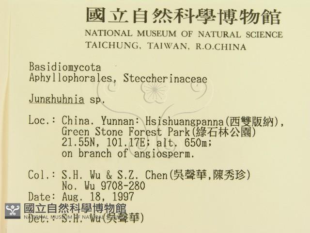 容氏菌屬藏品圖，第2張