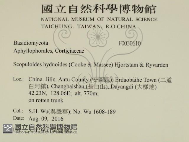 針齒銳岩菌藏品圖，第2張