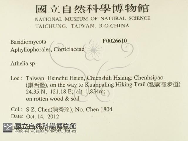 阿太菌屬藏品圖，第2張