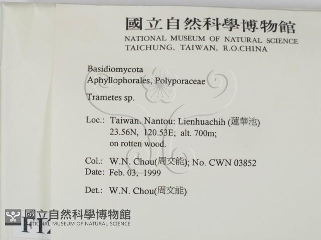 栓菌屬藏品圖，第2張