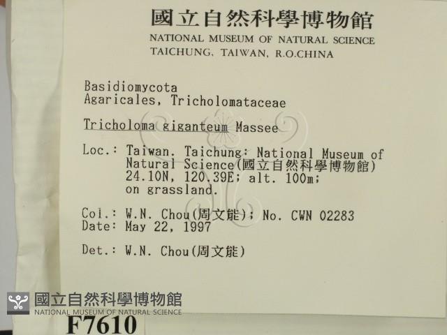 登錄號:F0007610藏品圖，第2張