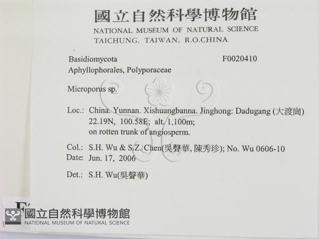 小孔菌屬藏品圖，第2張