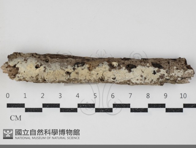 登錄號:F0034410藏品圖，第2張