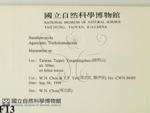 小皮傘屬藏品圖，第2張