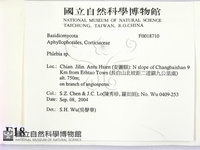 射脈菌屬藏品圖，第2張