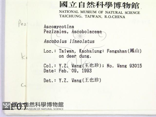登錄號:F0000710藏品圖，第2張