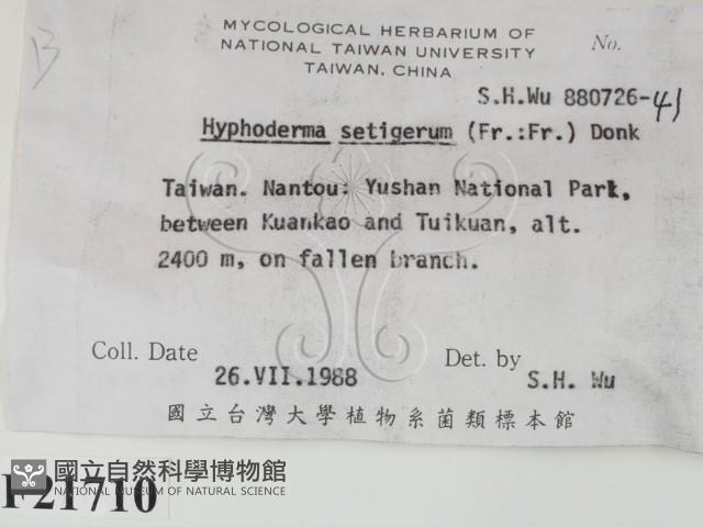 剛毛絲皮菌藏品圖，第2張