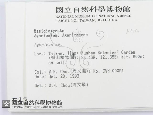 傘菌屬藏品圖，第2張