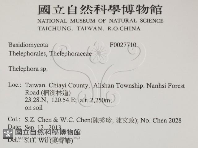 革菌屬藏品圖，第2張