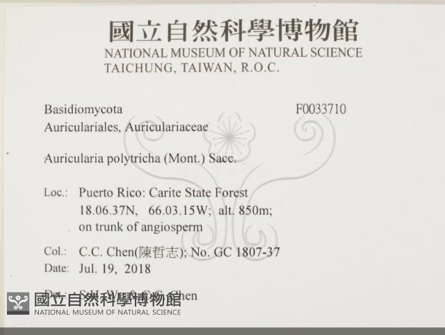 毛木耳藏品圖，第2張