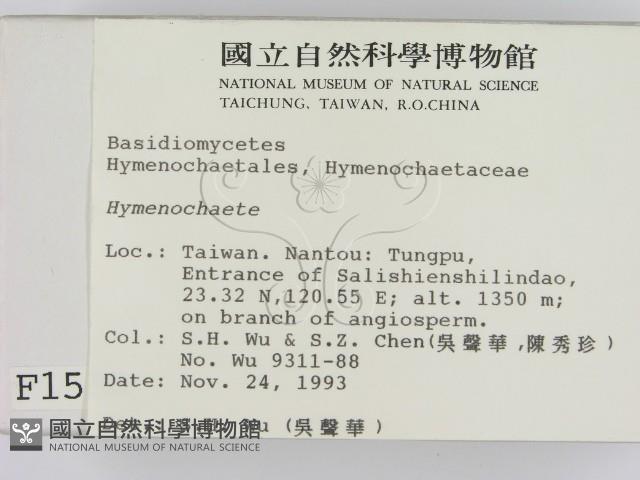 刺革菌屬藏品圖，第2張