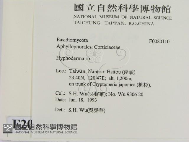 絲皮菌屬藏品圖，第2張