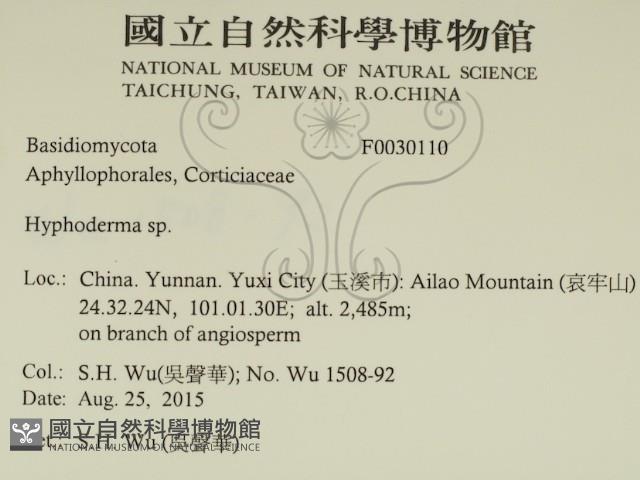 絲皮菌屬藏品圖，第2張