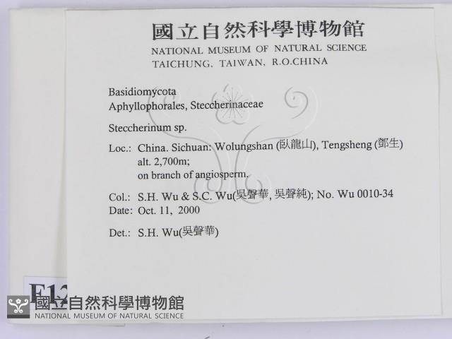 齒耳菌屬藏品圖，第2張