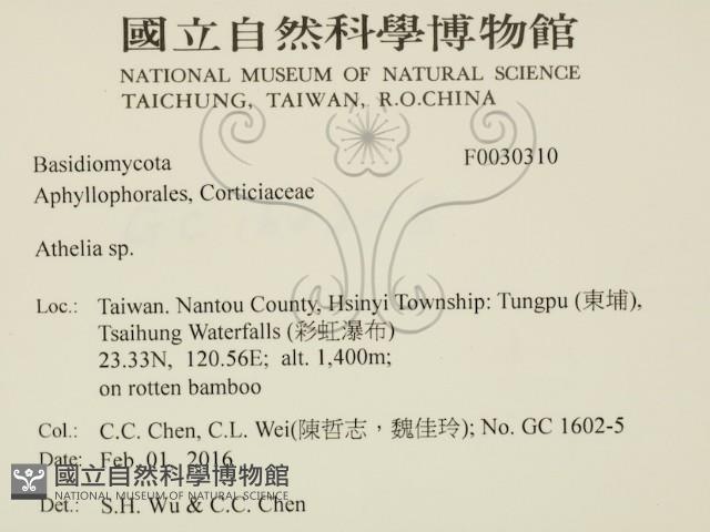 阿太菌屬藏品圖，第2張