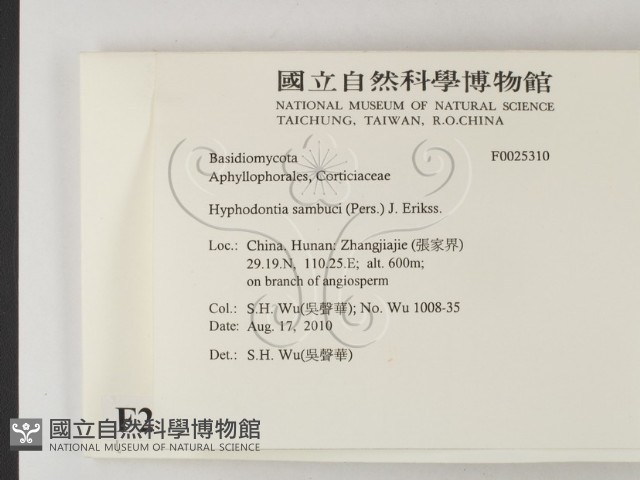 冇骨消絲齒菌藏品圖，第2張