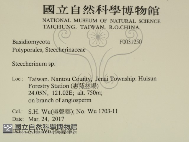 齒耳菌屬藏品圖，第2張