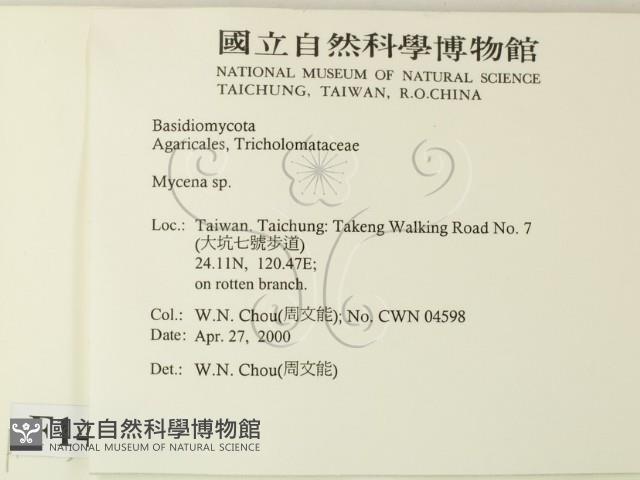 小菇屬藏品圖，第2張