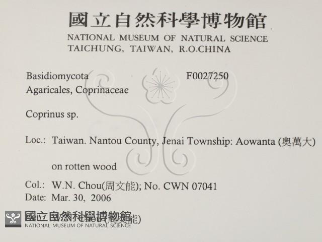 鬼傘屬藏品圖，第2張