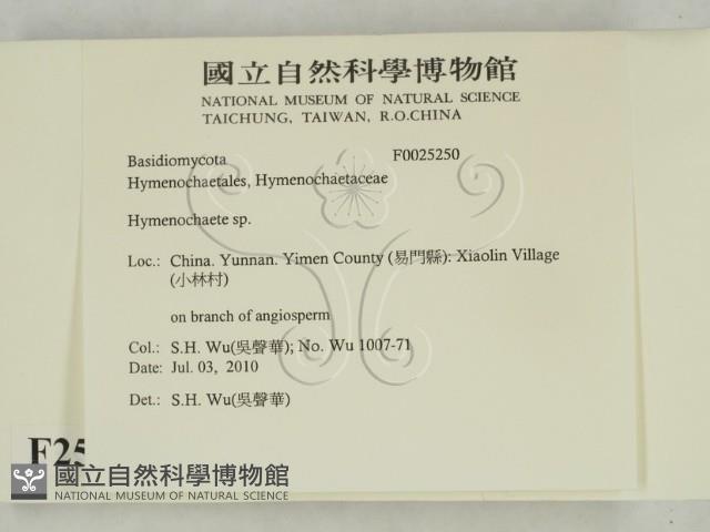 刺革菌屬藏品圖，第2張