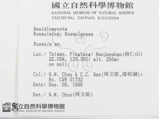 紅菇屬藏品圖，第2張