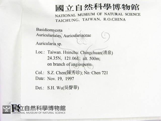 木耳屬藏品圖，第2張