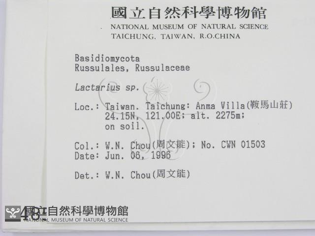 乳菇屬藏品圖，第2張