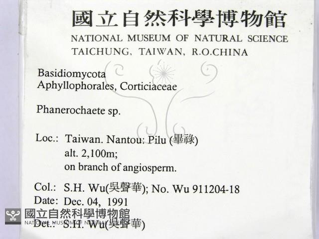 顯絲菌屬藏品圖，第2張