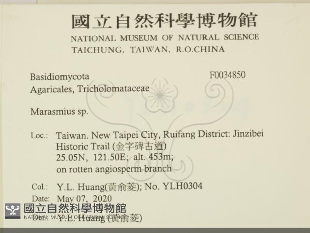 小皮傘屬藏品圖，第2張