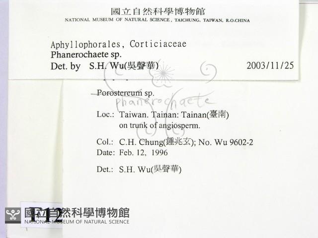 顯絲菌屬藏品圖，第2張