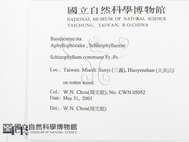 裂褶菌藏品圖，第2張