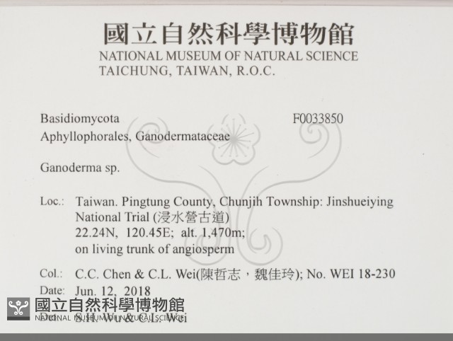 靈芝屬藏品圖，第2張