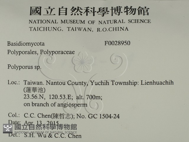 多孔菌屬藏品圖，第2張