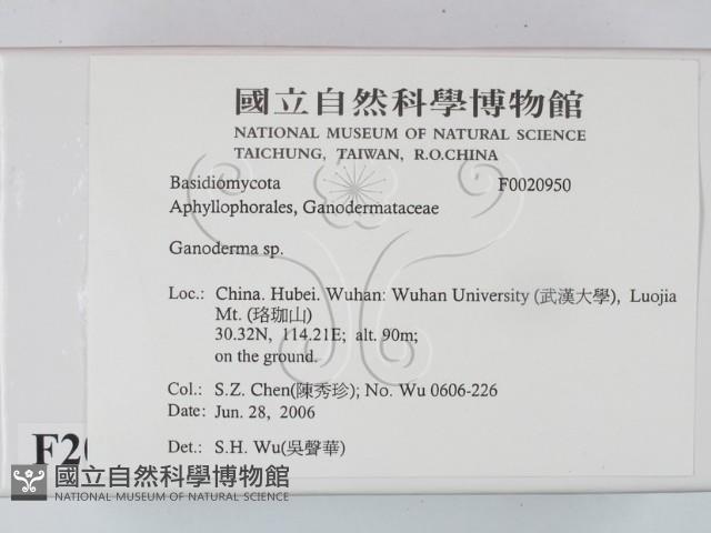 靈芝屬藏品圖，第2張