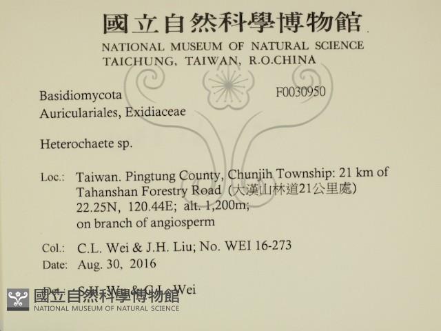 刺皮菌屬藏品圖，第2張