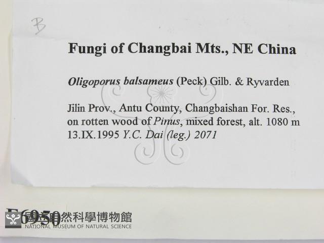 登錄號:F0006950藏品圖，第2張