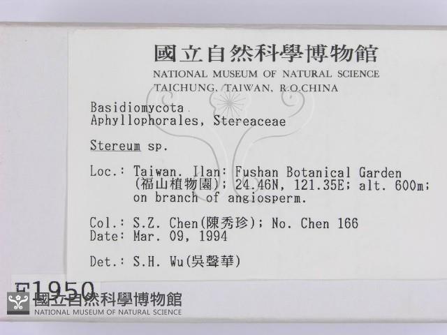 韌革菌屬藏品圖，第2張