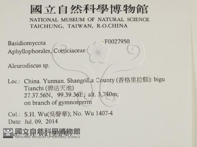 盤革菌屬藏品圖，第2張