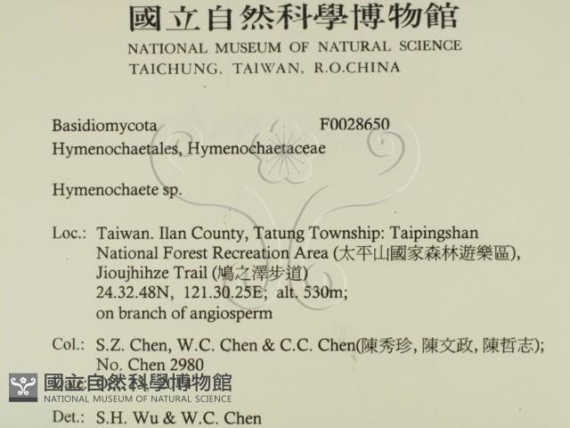 刺革菌屬藏品圖，第2張