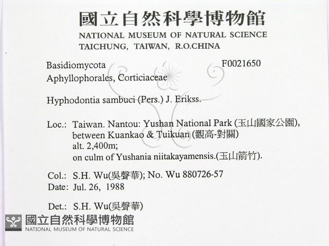 冇骨消絲齒菌藏品圖，第2張