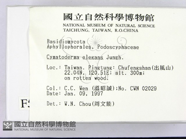 優雅波邊革菌藏品圖，第2張