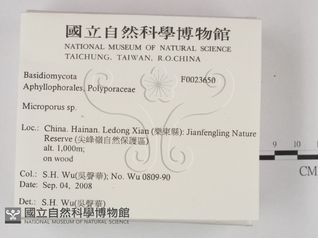 小孔菌屬藏品圖，第2張
