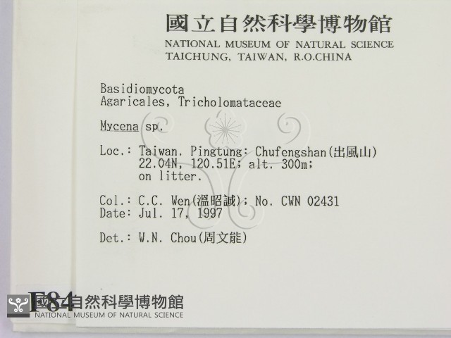 小菇屬藏品圖，第2張