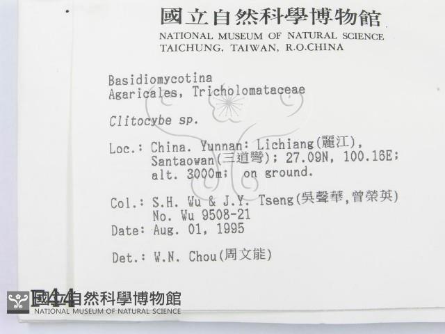 杯傘屬藏品圖，第2張