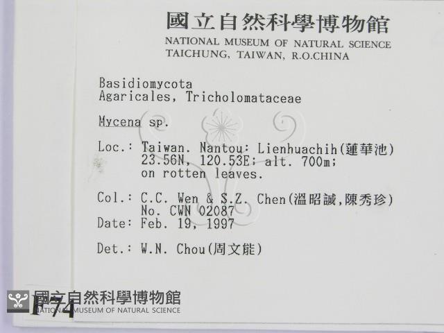 小菇屬藏品圖，第2張