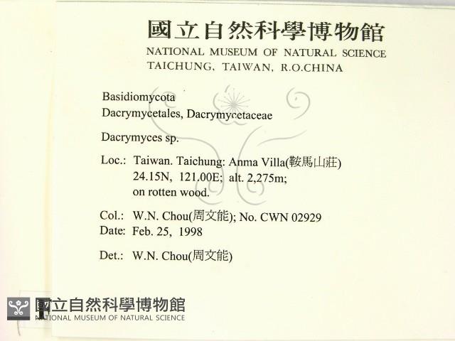 花耳屬藏品圖，第2張