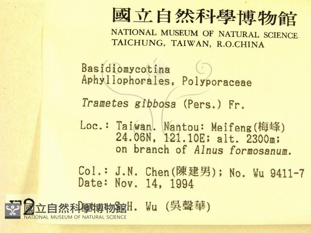 偏腫栓菌藏品圖，第2張