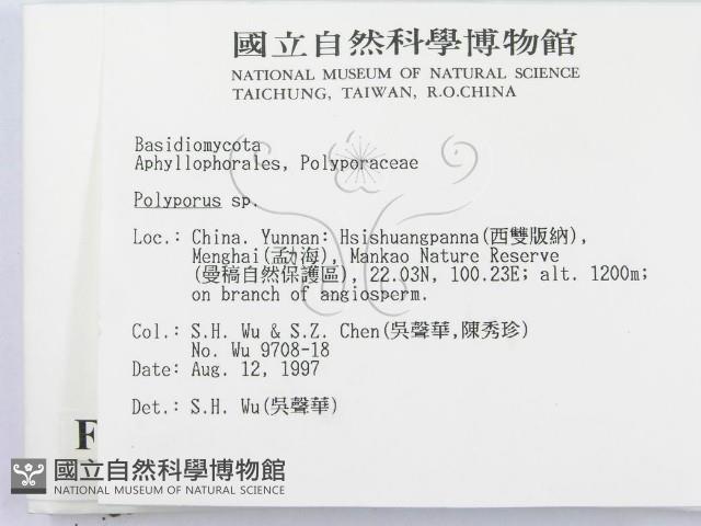 多孔菌屬藏品圖，第2張