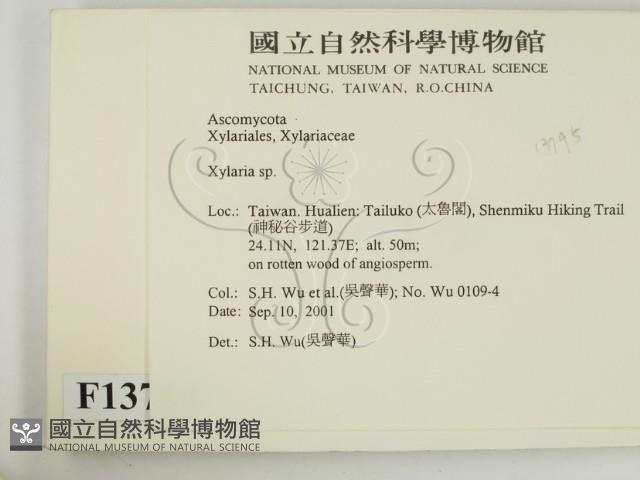 炭角菌屬藏品圖，第2張
